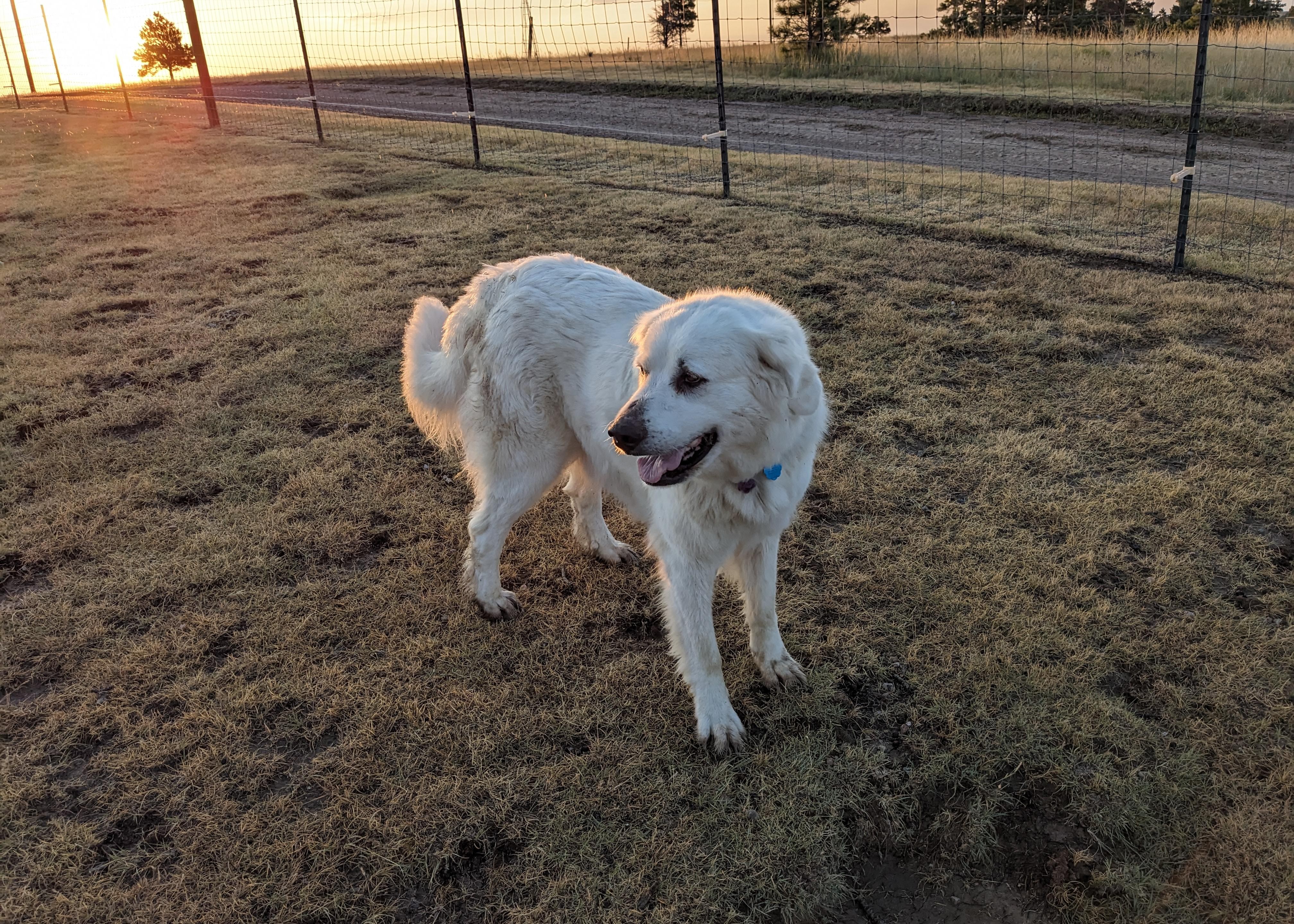 Clementine modal picture